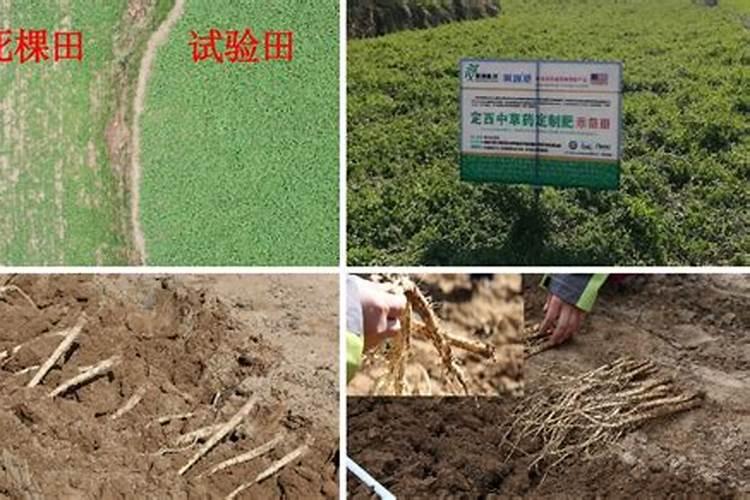 党参用什么肥能高产