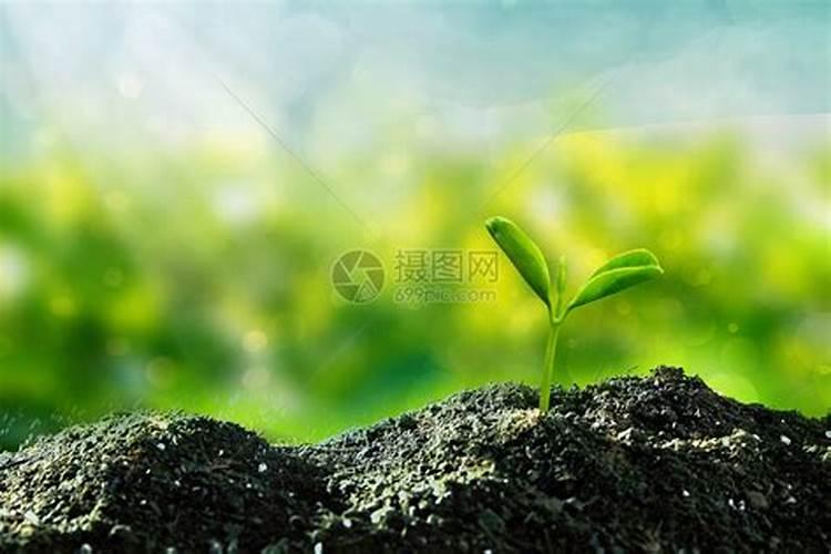 马蹄用什么肥料发苗快广？