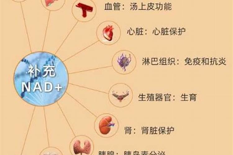 茶花施肥用什么肥料