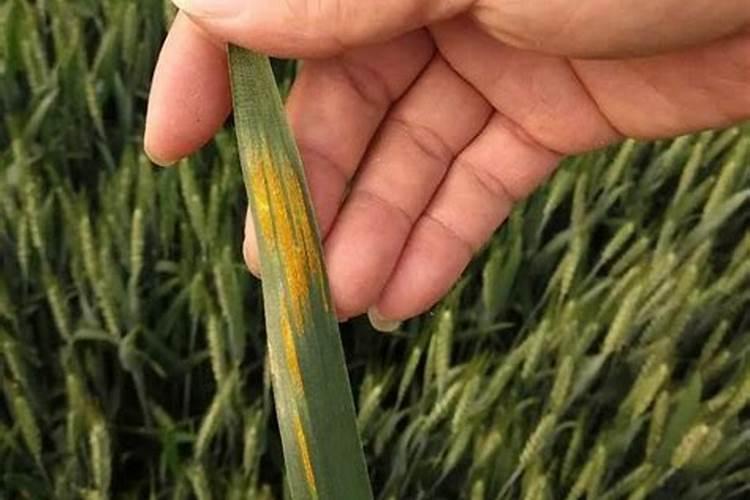 给小麦用叶面肥有需要注意的问题吗？