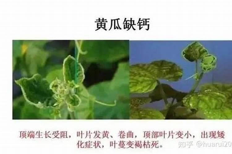 你了解钙肥吗,钙肥怎么选？什么时候用？怎么用？