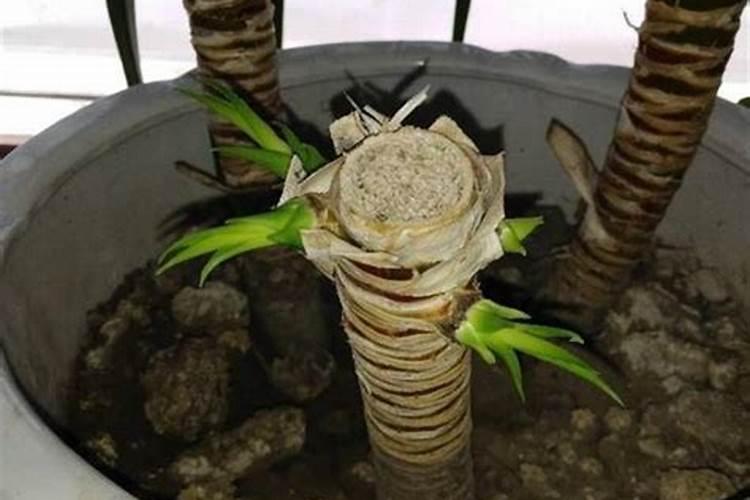 五硝基黄腐酸钾可以浇白菜吗