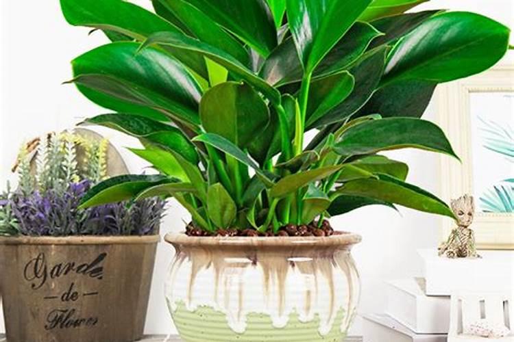 6种常见绿植养护技巧