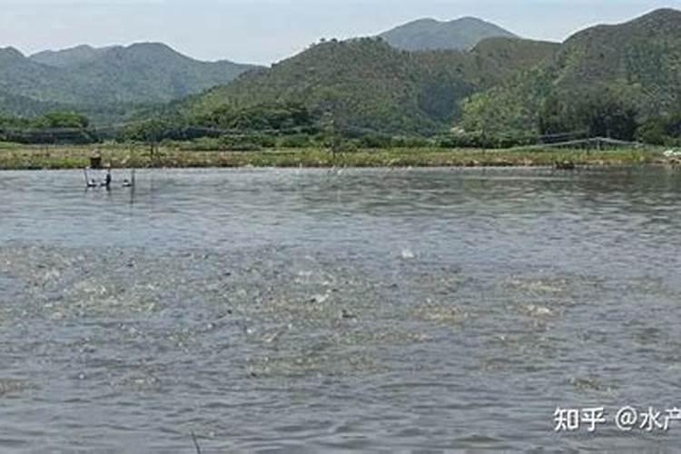 玉米喷叶面肥会增产吗 什么时候喷施效果好