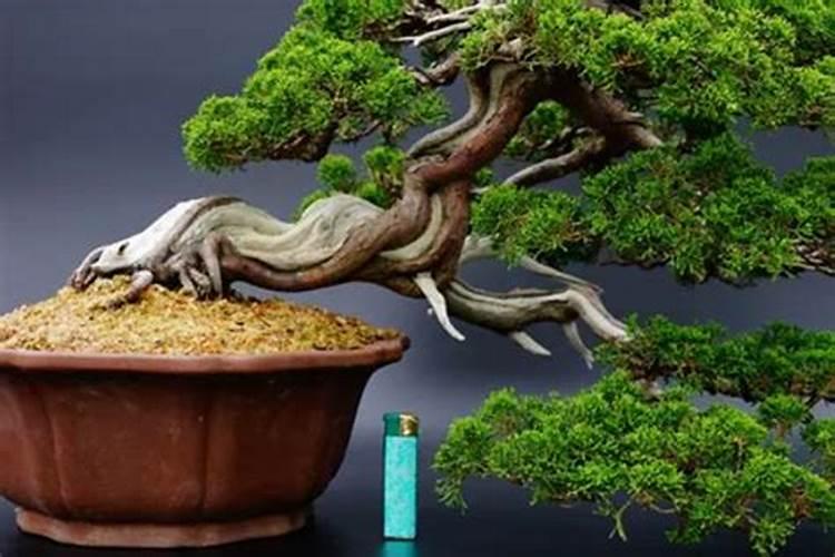 水溶肥和普通化肥相对比,到底有哪些优势呢？