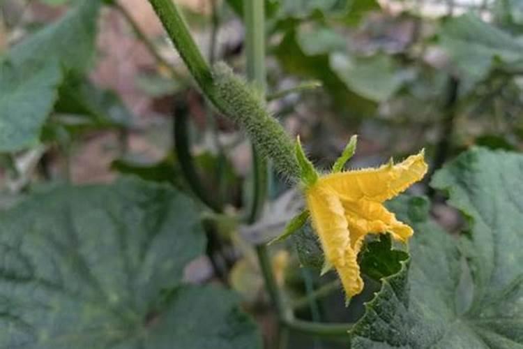 核桃仁怎样做花肥不臭