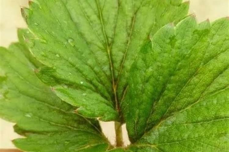 莲藕用什么叶面肥好‘莲藕表皮颜色不好看,有黑斑？