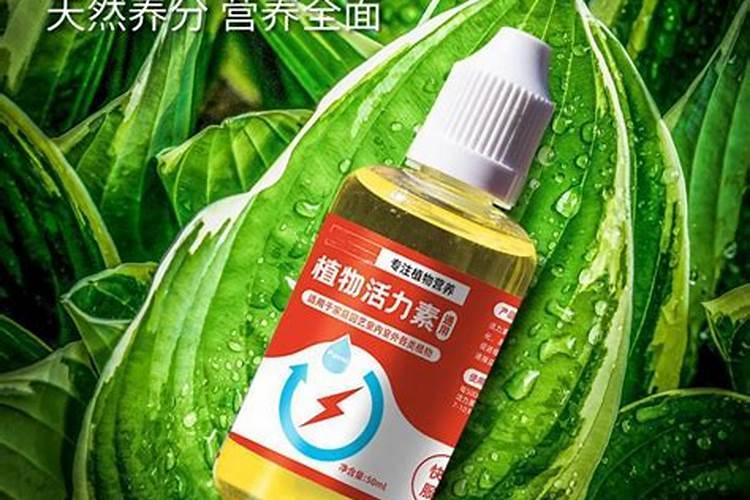 冬瓜中后期整片黄叶,是怎么回事呢？谢谢