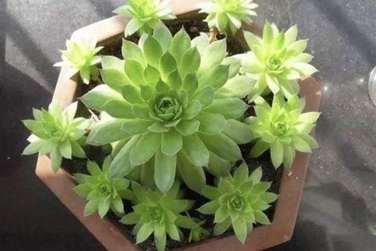 复合肥浇花兑水比例是多少