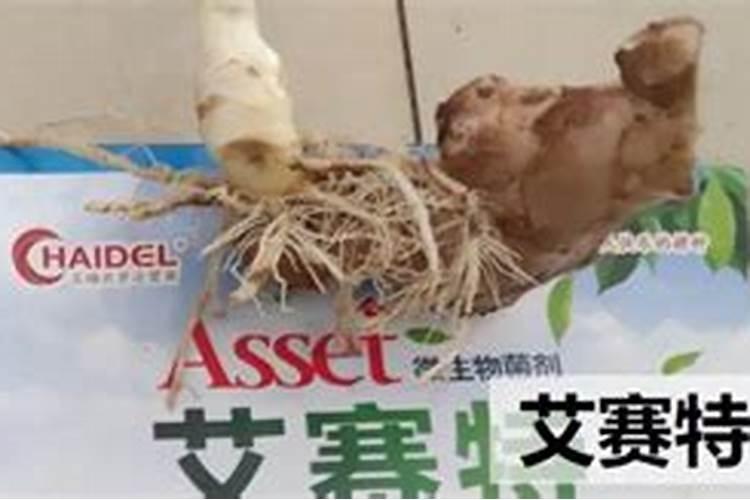 盆栽太阳花的养殖方法和注意事项,用多大的花盆