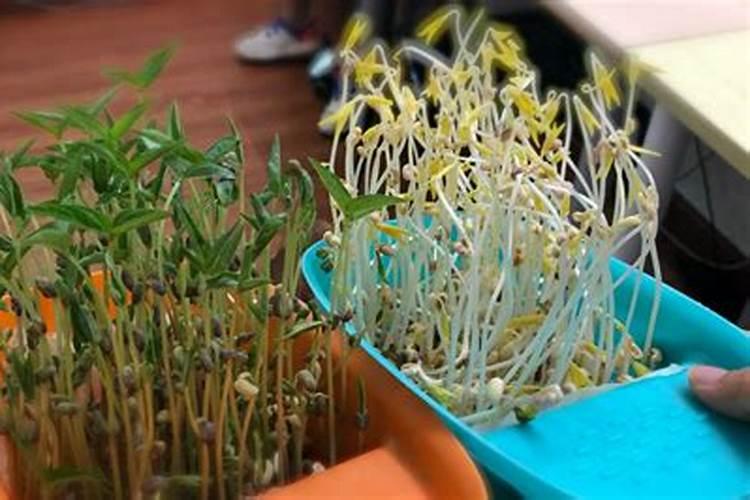 种植黄瓜使用喜满地水溶肥可以吗？