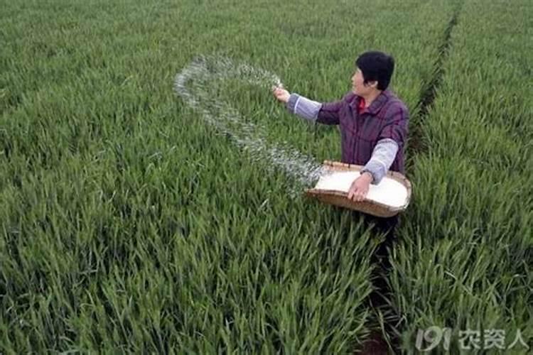 钾肥可适合哪些蔬菜？