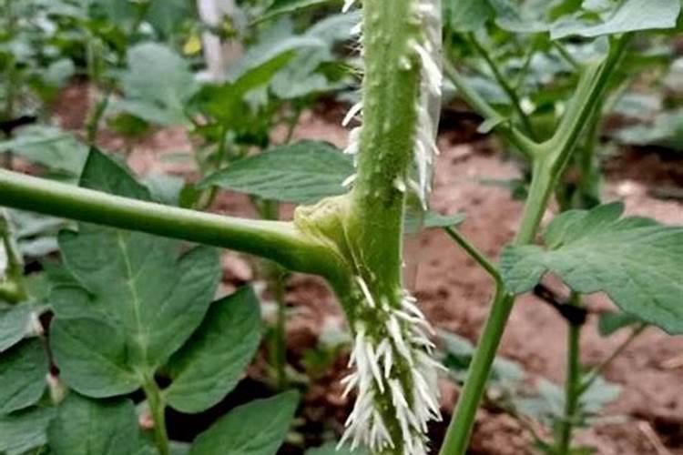 葫芦花叶病症状及防治方法