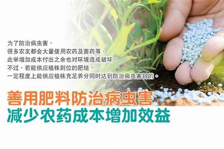 魔芋出土后怎么施肥和预防病虫害？