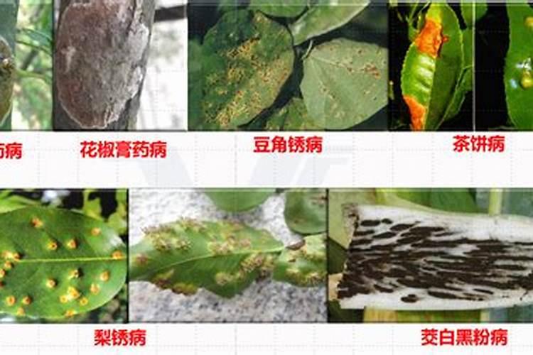 莴笋喷磷酸二氢钾叶面肥有什么效果