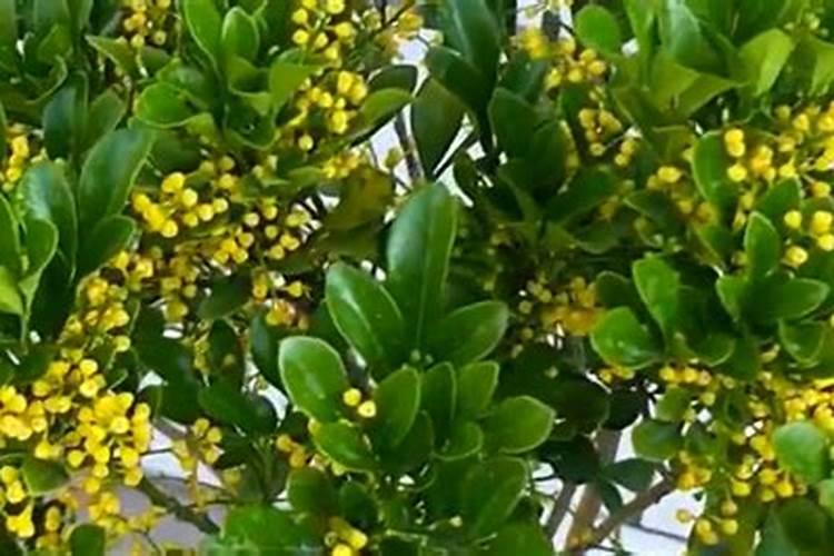 米兰花用什么肥料可以让它开花
