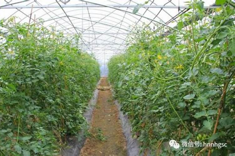 大棚西红柿施肥技术