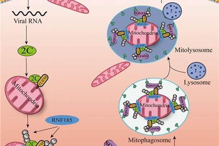 要加病毒病和芸台素一起打吗？还是单打粉虱药
