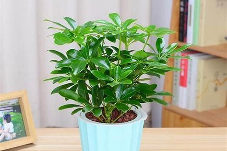 客厅电视柜上摆什么招财,家居风水客厅电视柜旁适合放什么植物旺财百度...