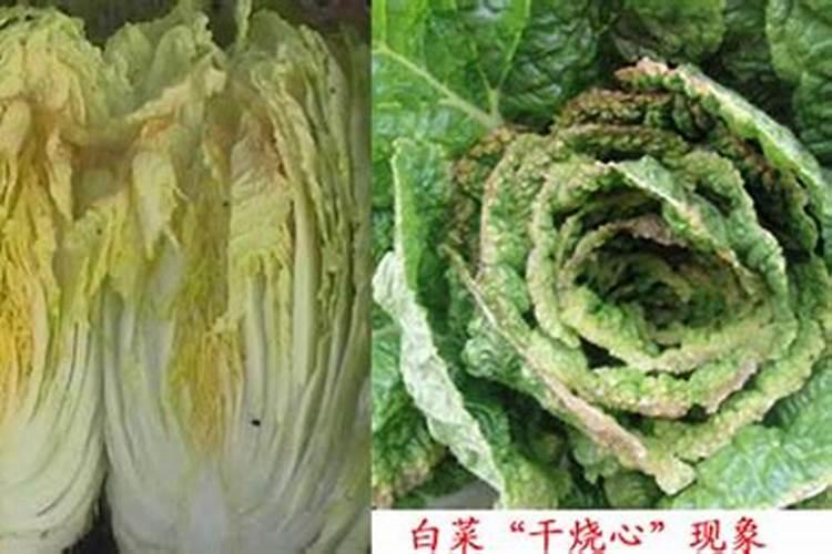 桂花嫁接芽点掉了还能活吗