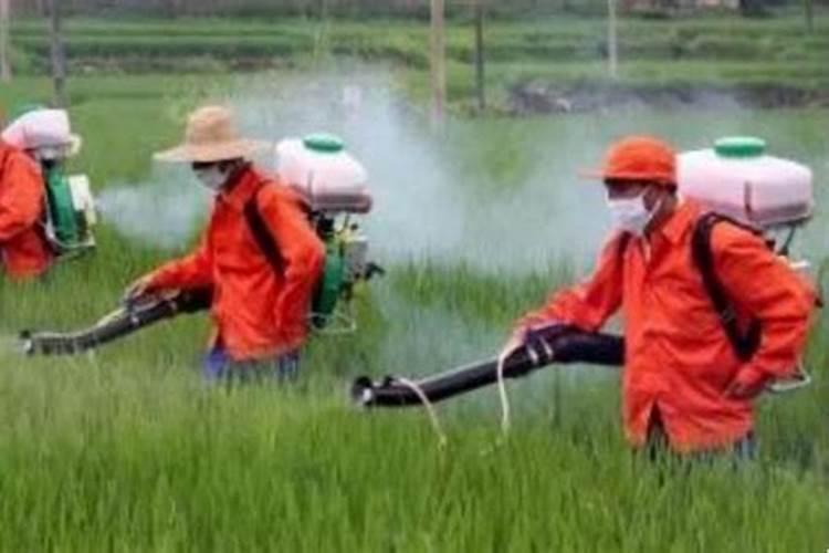 什么东西含氮肥多