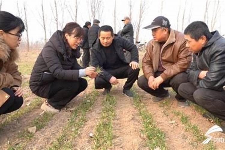 硝态氮冲施肥能不能在麦田使用