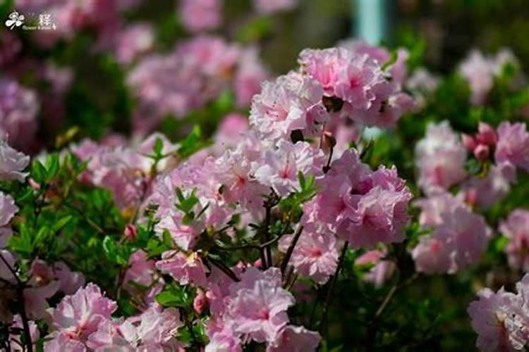 茶油林能用芸苔素磷酸二氢钾棚肥作叶面肥吗？