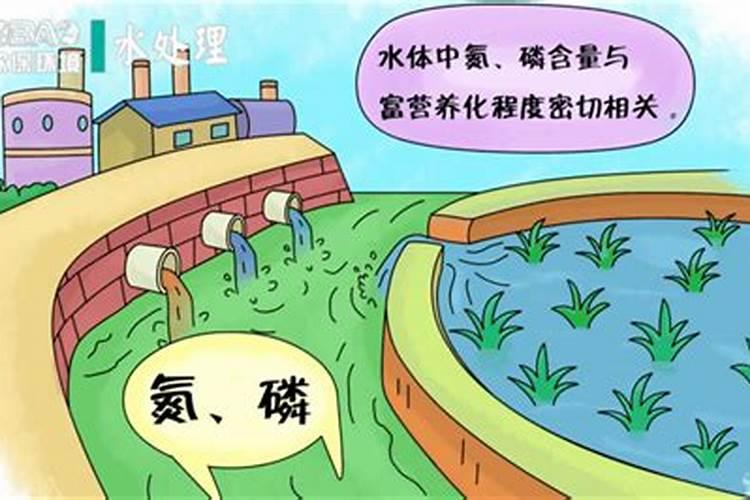 为什么鱼塘蓝藻杀不死？