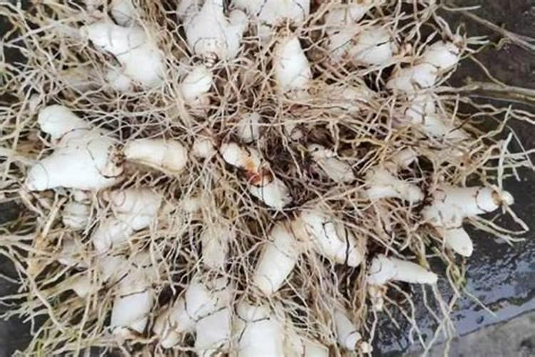 高氮型水溶肥的特点是什么？