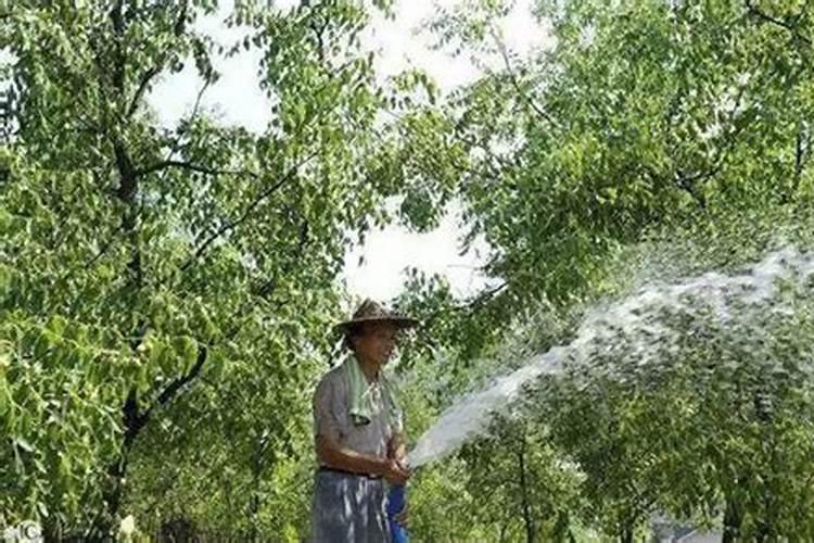 请问老师生长期枣树肥水管理？