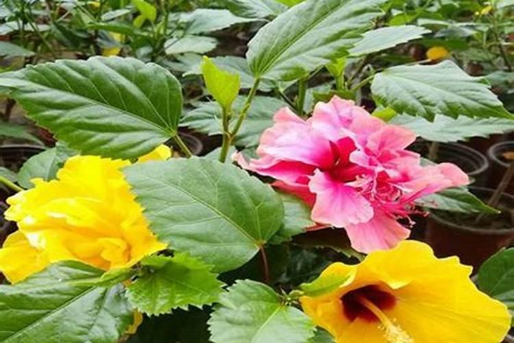 扶桑花花蕾总掉快速补救方法