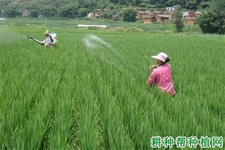 水稻怎么施硅肥,硅肥对水稻的效果有哪些