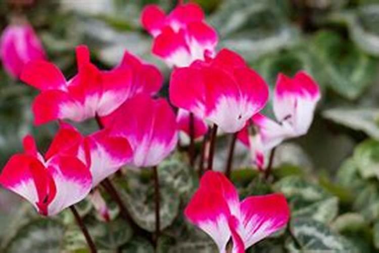 西红柿花期的水肥管理,西红柿花期的水肥管理是什么