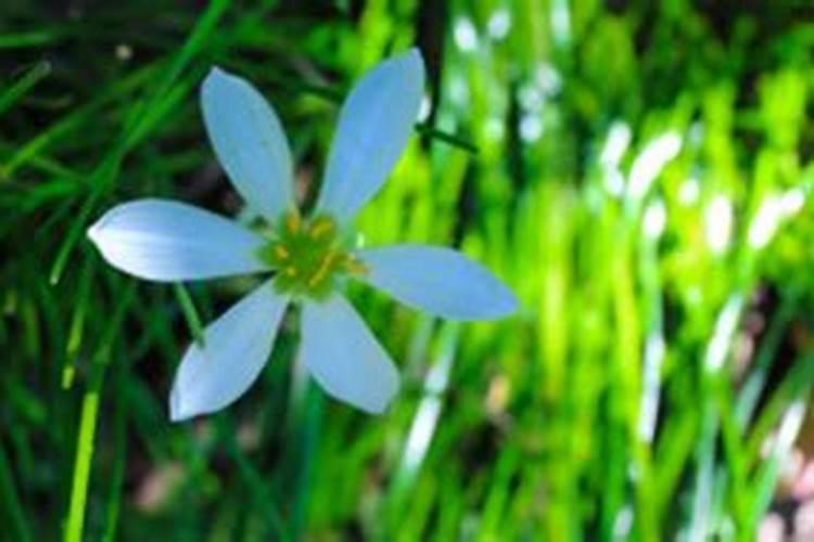黄瓜结果期冲施什么肥料