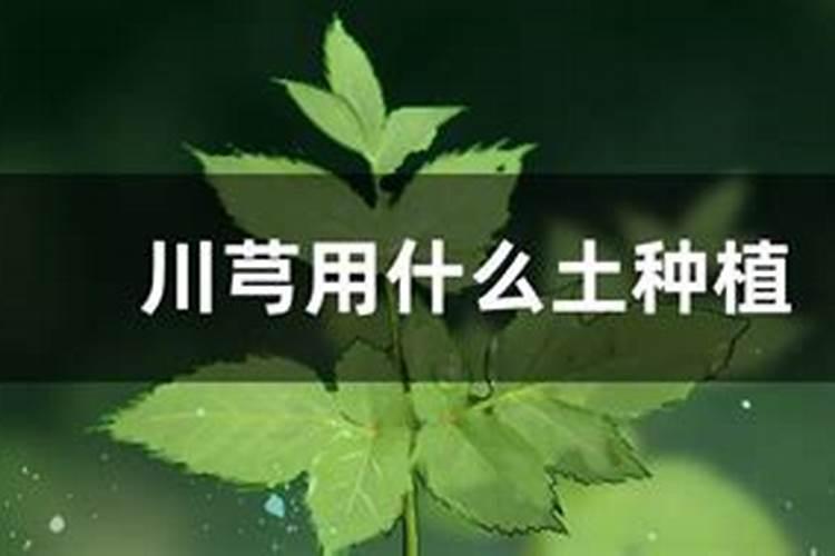 川芎施什么肥