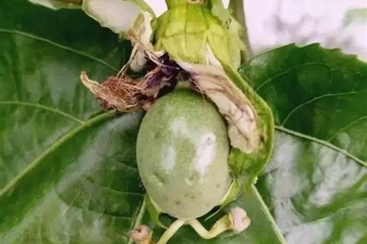 缺氮的植物有什么症状