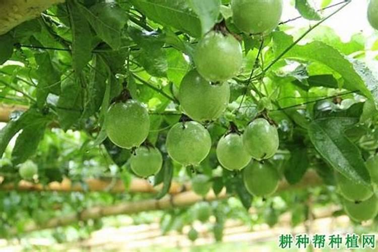 百香果浇什么肥料,怎么给百香果施肥