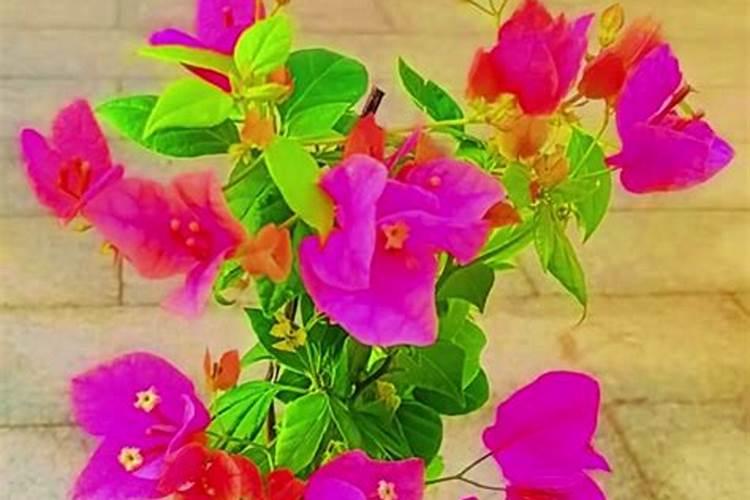 三角梅用什么肥