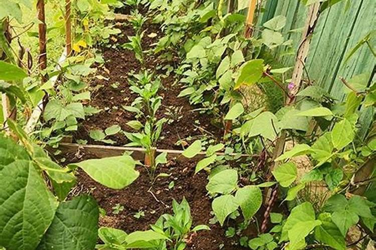 种豆角用什么肥料最好 种豆角用磷酸二氢钾肥可以吗