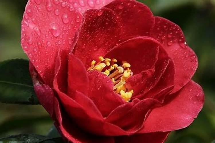 果树防虫用什么药