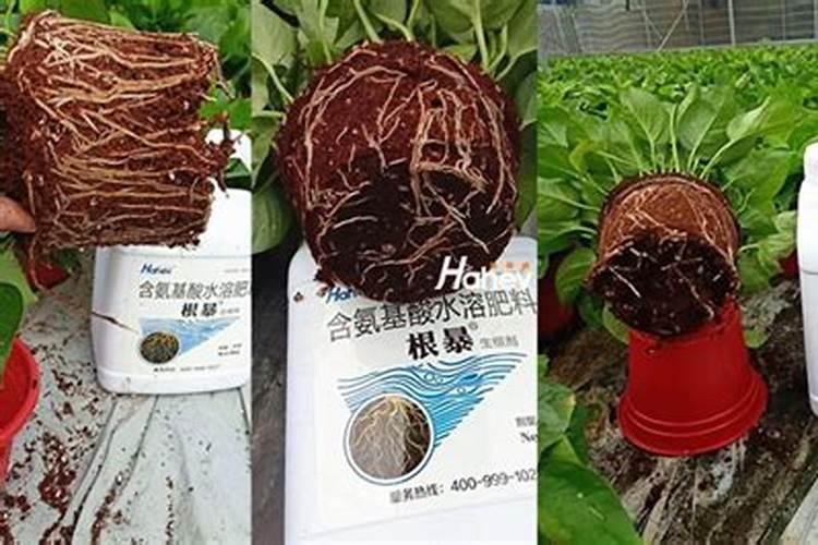 什么肥可以生根长根？