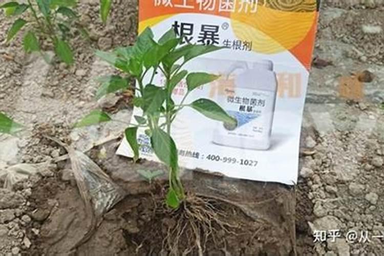桃树生根壮树施什么肥？