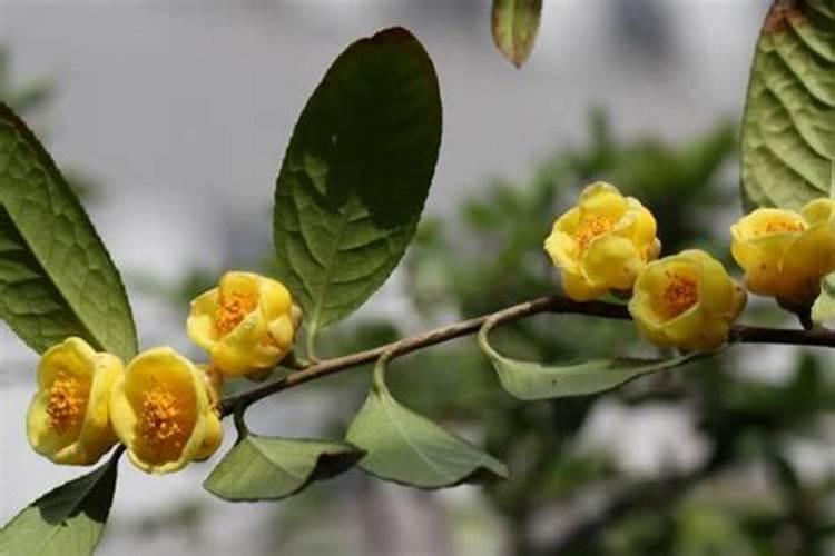 怎样为花施肥？