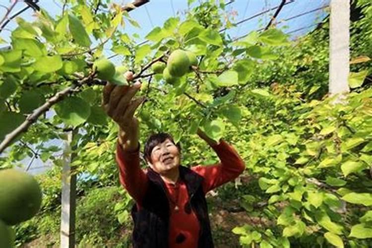 自制大量元素水溶肥的方法,在果树上如何使用