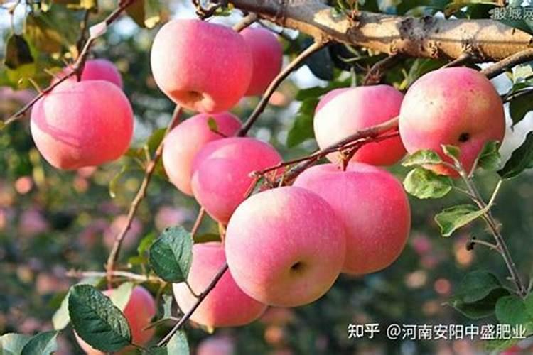 大白菜打磷酸二氢钾好吗？