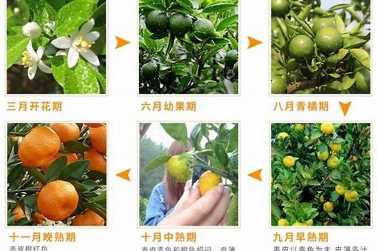 复合肥硝态氮含量多少比较好