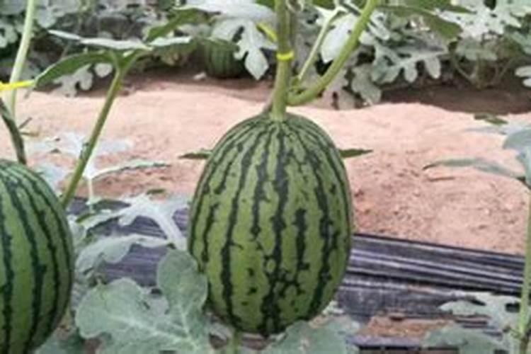 西瓜坐果后用什么肥料