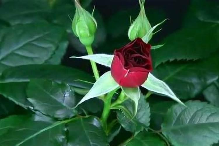 玫瑰花滴钙肥什么时候用？