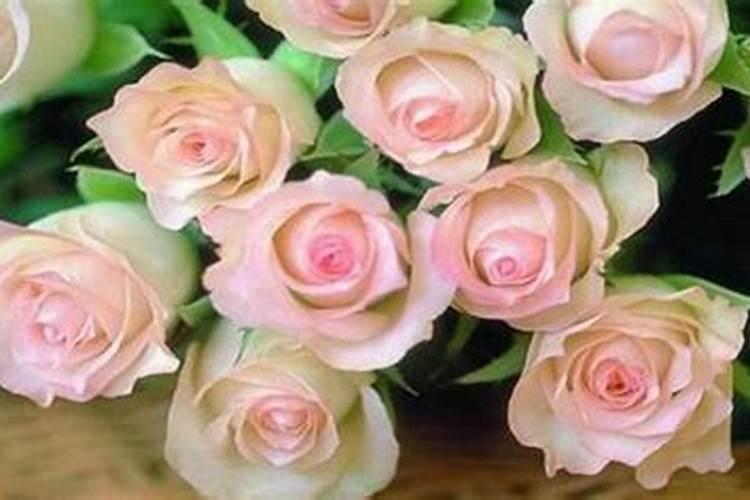 玫瑰花施肥施什么肥料