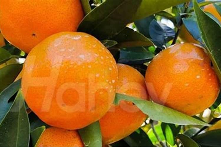 高钾水溶肥的前十名品牌有哪些？十大名牌水溶肥厂家有哪些？